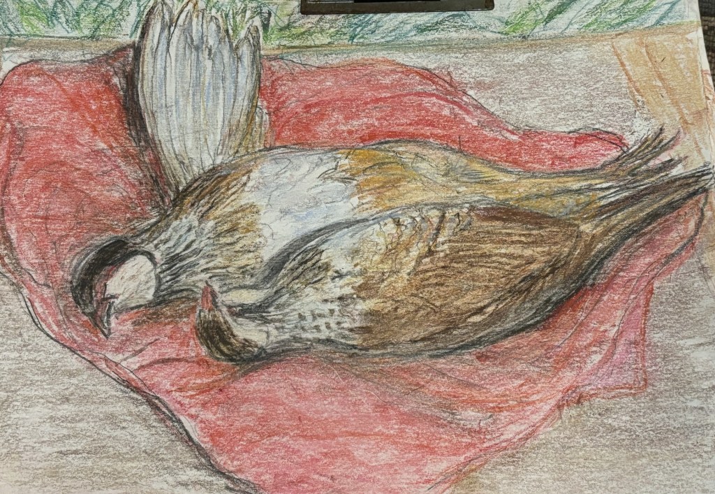 pastel work b Diana Lamb