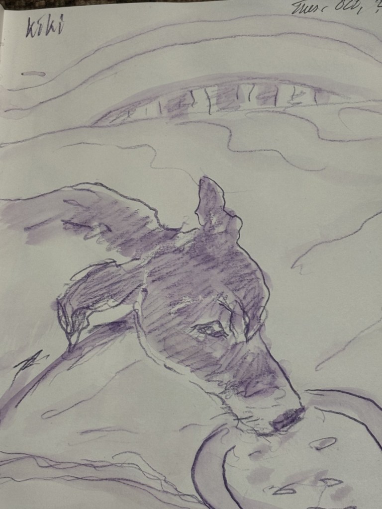 drawing in watercolour pencil of the dog b the artist diana lamb